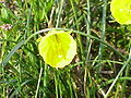 Narcissus bulbocodium ssp. bulbocodium