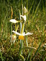 Narcissus tazetta subsp. italicus