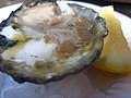 Native oyster (1346633161).jpg