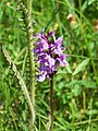 prstnatec Fuchsův (Dactylorhiza fuchsii) Don Pedro