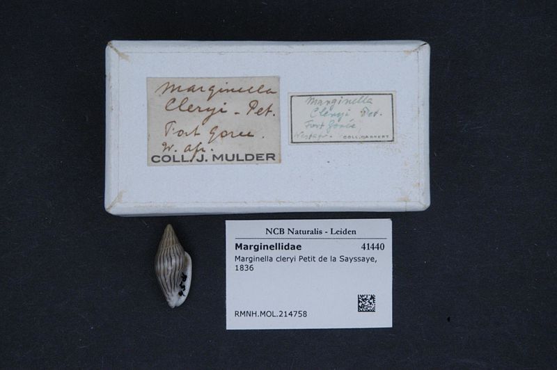 File:Naturalis Biodiversity Center - RMNH.MOL.214758 1 - Marginella cleryi Petit de la Sayssaye, 1836 - Marginellidae - Mollusc shell.jpeg