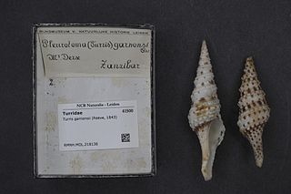 <i>Turris garnonsii</i> Species of gastropod