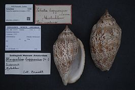 Harpulina lapponica