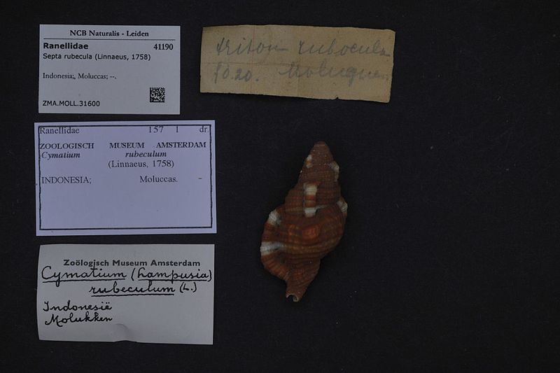 File:Naturalis Biodiversity Center - ZMA.MOLL.31600 - Septa rubecula (Linnaeus, 1758) - Ranellidae - Mollusc shell.jpeg