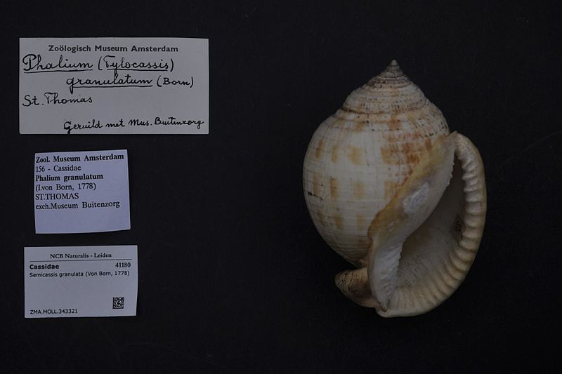 File:Naturalis Biodiversity Center - ZMA.MOLL.343321 - Semicassis granulata (Von Born, 1778) - Cassidae - Mollusc shell.jpeg