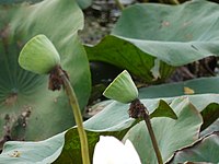 Nelumbo nucifera (6257241431).jpg