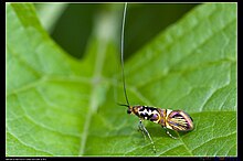 Nemophora magnifica (16253442911) .jpg