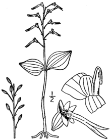 Neottia bifolia (als Ophrys australis) BB-1913.png