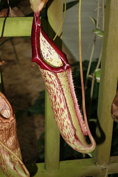 File:Nepenthes 'Miranda' - C. Fred Edwards Conservatory - Huntington Museum of Art - DSC05546.JPG