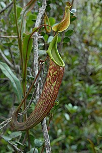 Nepenthes maxima Anggi1.jpg