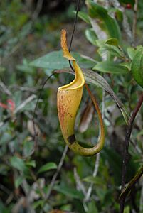 Nepenthes maxima Anggi5.jpg
