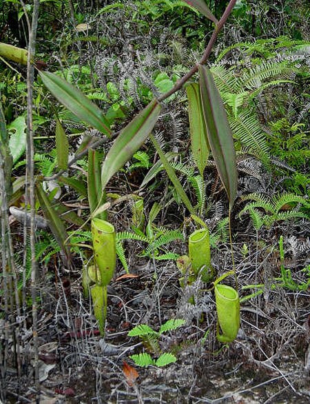 ไฟล์:Nepenthes_trichocarpa.jpg