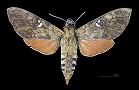 Face dorsale de la femelle (coll.MHNT)