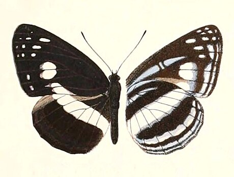 Neptis satina