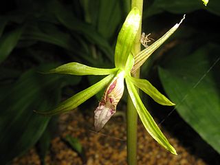 <i>Nervilia concolor</i> Species of orchid
