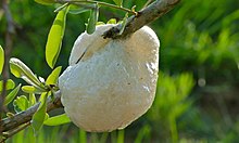 An example of a grey foam-nest tree frog nest hanging from a branch. Nest of Southern Foam Nest Frog (Chiromantis xerampelina) (6011606135).jpg