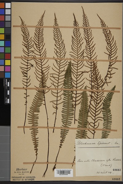 File:Neuchâtel Herbarium - Blechnum spicant - NEU000000698.tif