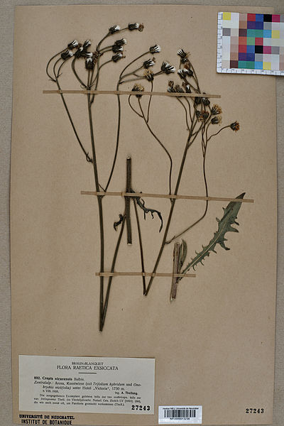 File:Neuchâtel Herbarium - Crepis nicaeensis - NEU000013236.jpg