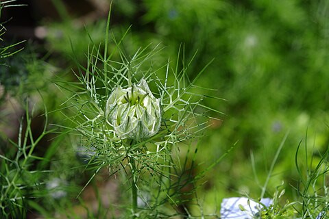 Opening bud