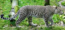 Nordpersischen Leoparden.jpg