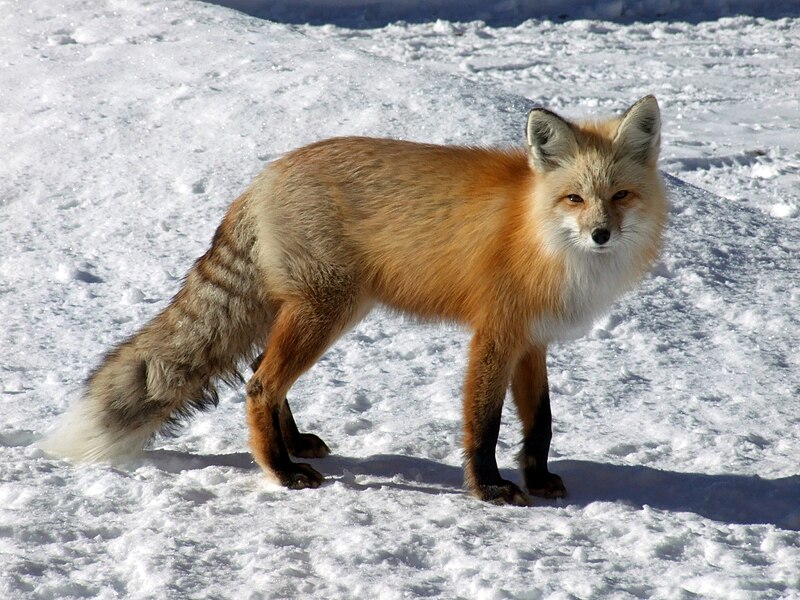 File:North American Red Fox.jpg