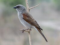 Sparrow, Northern Grey-headed Passer griseus