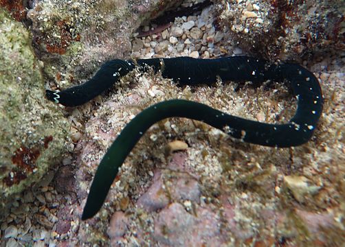 Черные черви в воде. Морские черви немертины. Морской ленточный червь немертин. Немертин - линеус лонгиссимус.