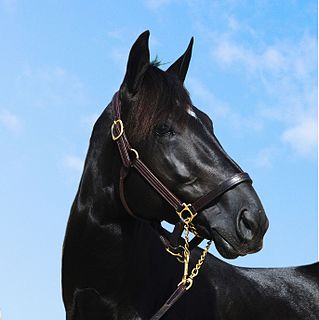 Nuncio (horse) American Standardbred racehorse