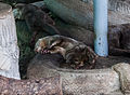 * Nomination Sleeping smooth-coated otters (Lutrogale perspicillata), Ho Chi Minh City Zoo, Vietnam --Poco a poco 08:37, 15 March 2014 (UTC) * Promotion Good quality. --JLPC 18:05, 15 March 2014 (UTC)