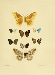 OberthurÉtudes d'entomologie1886 Plate7.jpg