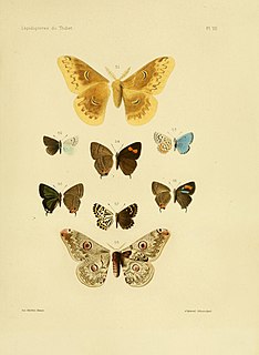 <i>Teratozephyrus doni</i> Species of butterfly