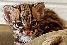 Stock photo of Oncilla / Tiger Cat (Leopardus tigrinus) Costa Rica,  Captive, Vulnerable…. Available for sale on