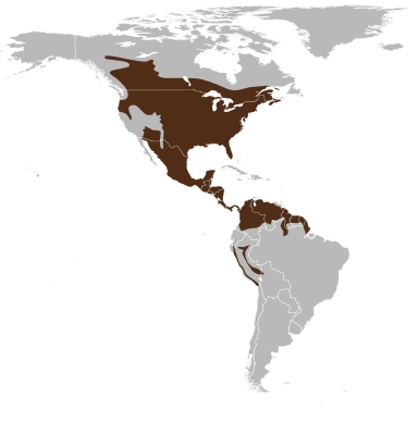 Berkas:Odocoileus virginianus map.svg