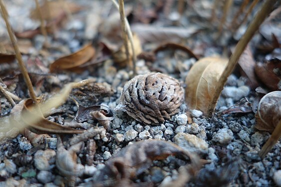 An old peach pit slowly decaying in soil.