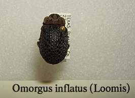 Omorgus inflatus