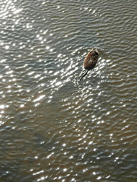 Muskrat (Ondatra zibethicus) Swimming