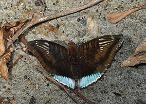 Open wing position of Male Euthalia phemius Doubleday, 1848 – White-edged Blue BaronWLB DSC 0 067.jpg