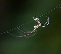 Orchard Spider (Leucauge venusta) - male