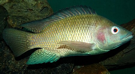 Oreochromis-niloticus-Nairobi.JPG