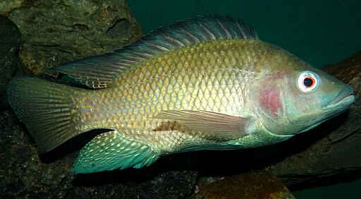  Oreochromis-niloticus-Nairobi 