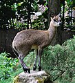 * Nomination Male Klipspringer. --Quartl 09:17, 4 August 2010 (UTC) * Decline Too much contrast, posterized, distracting background. --kallerna 13:47, 8 August 2010 (UTC) Unfortunately, I cannot provide a better version. The fur of this animal seems quite difficult to capture. Probably the lighting was not optimal. --Quartl 19:30, 8 August 2010 (UTC)