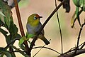 This bird in Maharashtra has an orange forehead due to pollen stainingtal]]