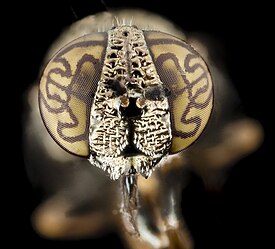 Orthonevra nitida engravers eye, face, pg county, md 2014-07-16-20.44.03 ZS PMax.jpg