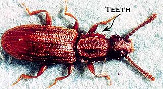 <i>Oryzaephilus</i> Genus of beetles