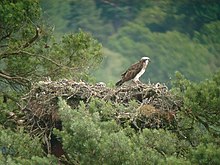 An osprey on nest at Loch of the Lowes, Scotland Osprey (Pandion haliaetus) on nest, Loch of the Lowes - geograph.org.uk - 80123.jpg