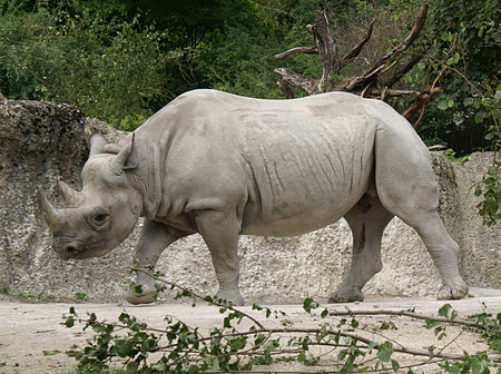 Fail:Ostafrikanisches_Spitzmaulnashorn.JPG