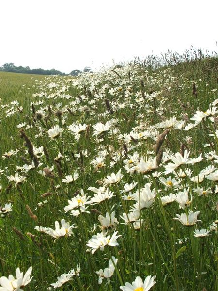 File:Ox Eye Daisy - geograph.org.uk - 195206.jpg