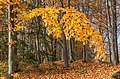 English: Autumnal beech grove Deutsch: Herbstlicher Buchenhain