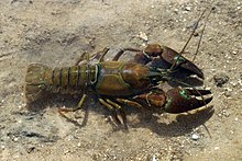 A signal crayfish in Spain Pacifastacus leniusculus 01 by-dpc.jpg