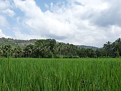Rýžová pole v Kadavooru